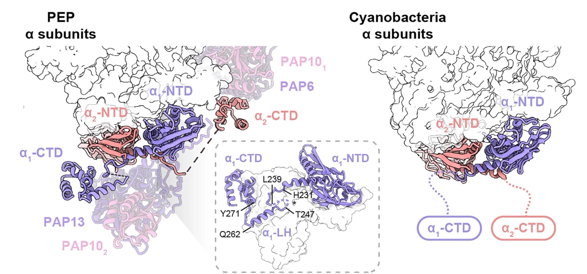 Open access visualization of Protein Structure, Illustration, PEP, Cyanobacteria RNAP, Subunits