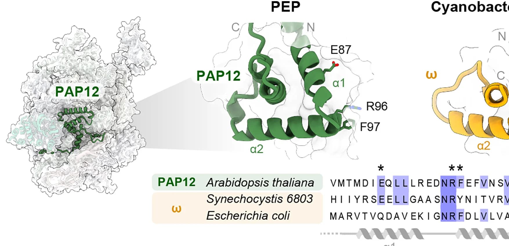 Open access visualization of Protein Structure, Chemical Structure, PAP12, PEP, RNAP