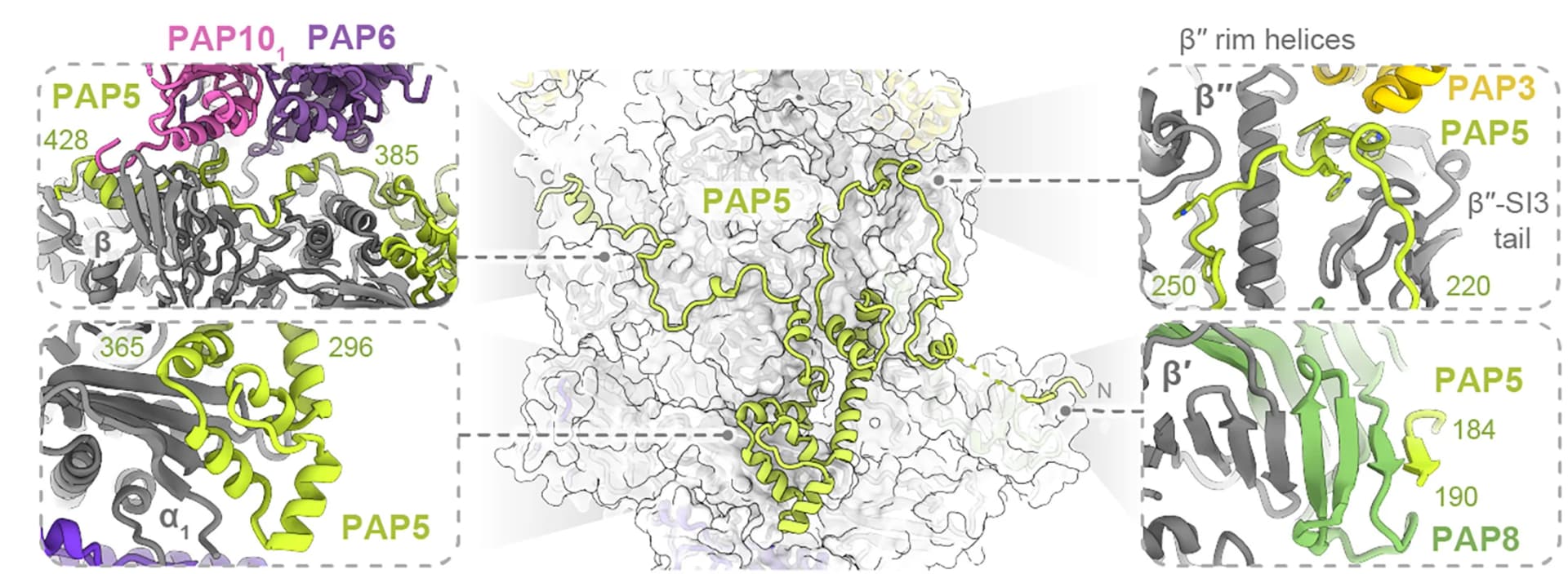 Open access visualization of Protein Structure, Chemical Structure, PAP5 Subunit, PEP Subunits, Interactions