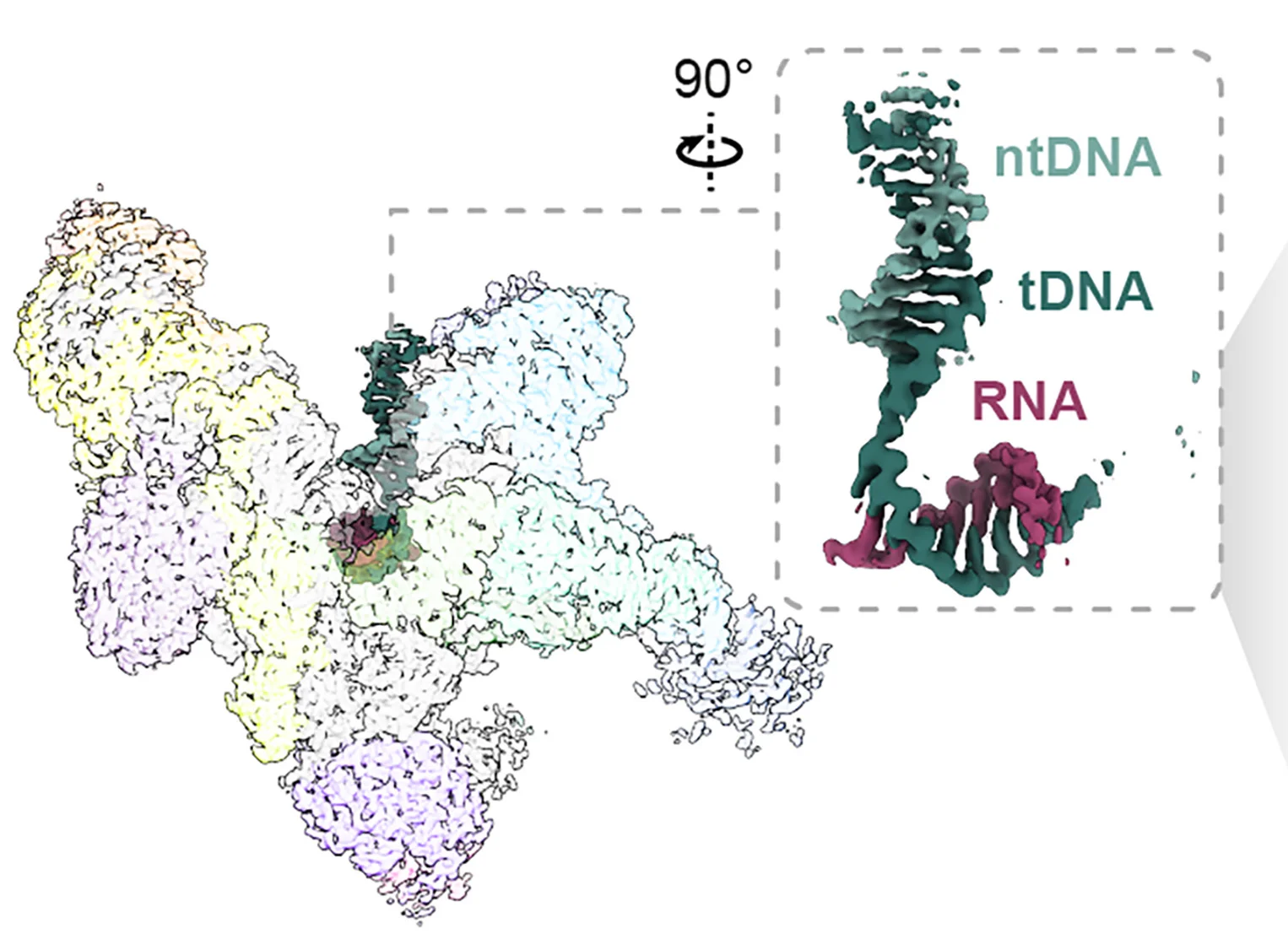 Open access visualization of Protein Structure, 3D Plot, Cryo-EM, PEP-TEC, Nucleic Acids