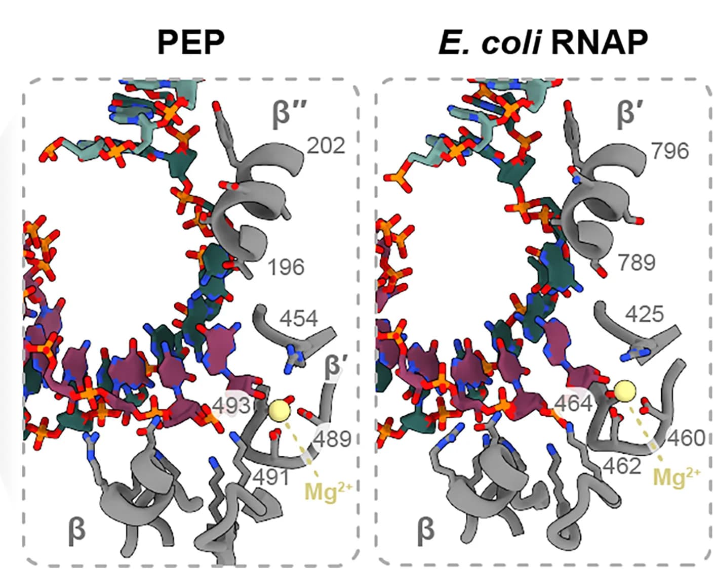Open access visualization of Protein Structure, Chemical Structure, Transcription, Active Sites, PEP
