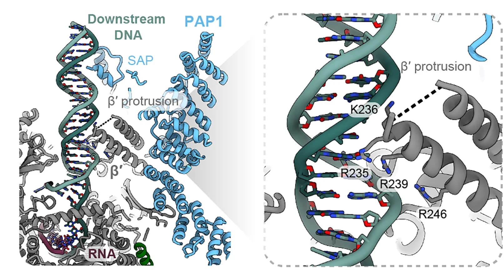 Open access visualization of Protein Structure, Chemical Structure, PEP-TEC Structural Model, β′-Protrusion, DNA