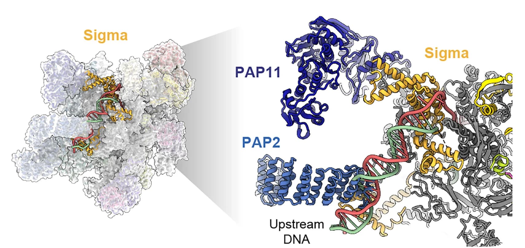 Open access visualization of Protein Structure, Chemical Structure, PEP-TEC, Sigma Factor, Nucleic Acids