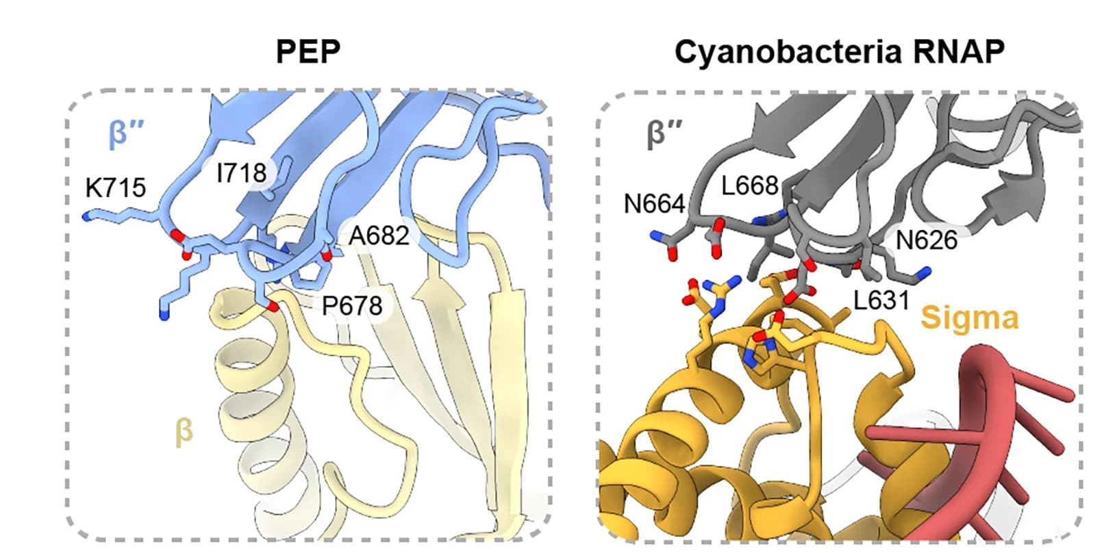 Open access visualization of Protein Structure, β′′-SI3 Head Domain, PEP, Cyanobacteria RNAP, Sigma