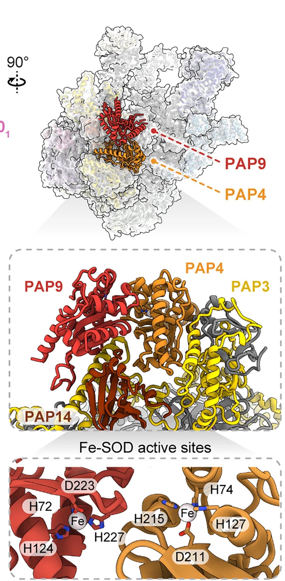 Open access visualization of Protein Structure, Chemical Structure, FeSOD Subunits, PAP4, PAP9