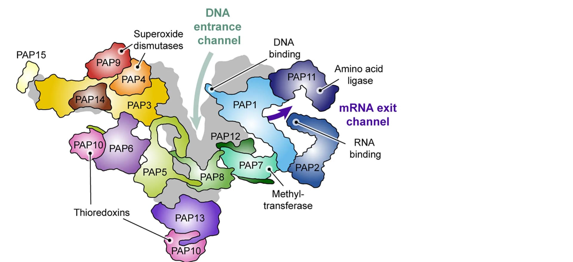 Open access visualization of Illustration, PAP Subunits, PEP Complex, Inter-subunit Connectivity, Nucleic Acid Binding