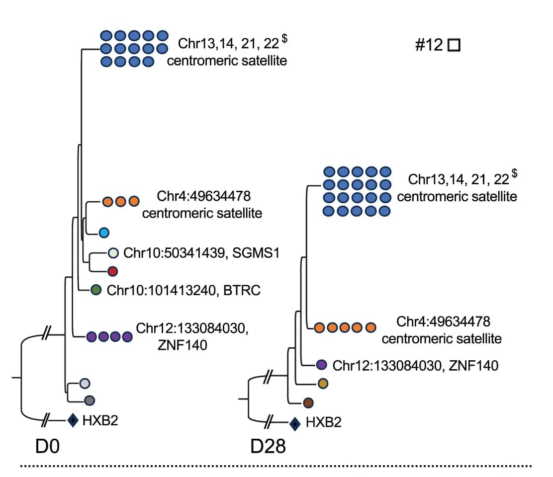 Open access visualization of Network, Pathway, Phylogenetic Trees, Intact HIV-1 Proviruses, Chromosomal Integration Sites