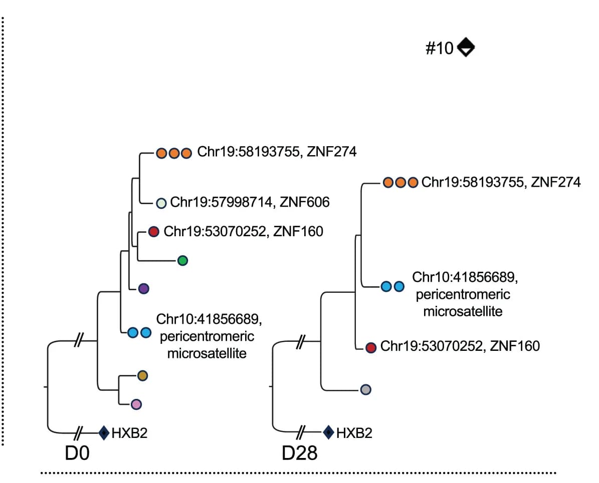 Open access visualization of Network, Pathway, Phylogenetic Trees, Intact HIV-1 Proviruses, Chromosomal Integration Sites