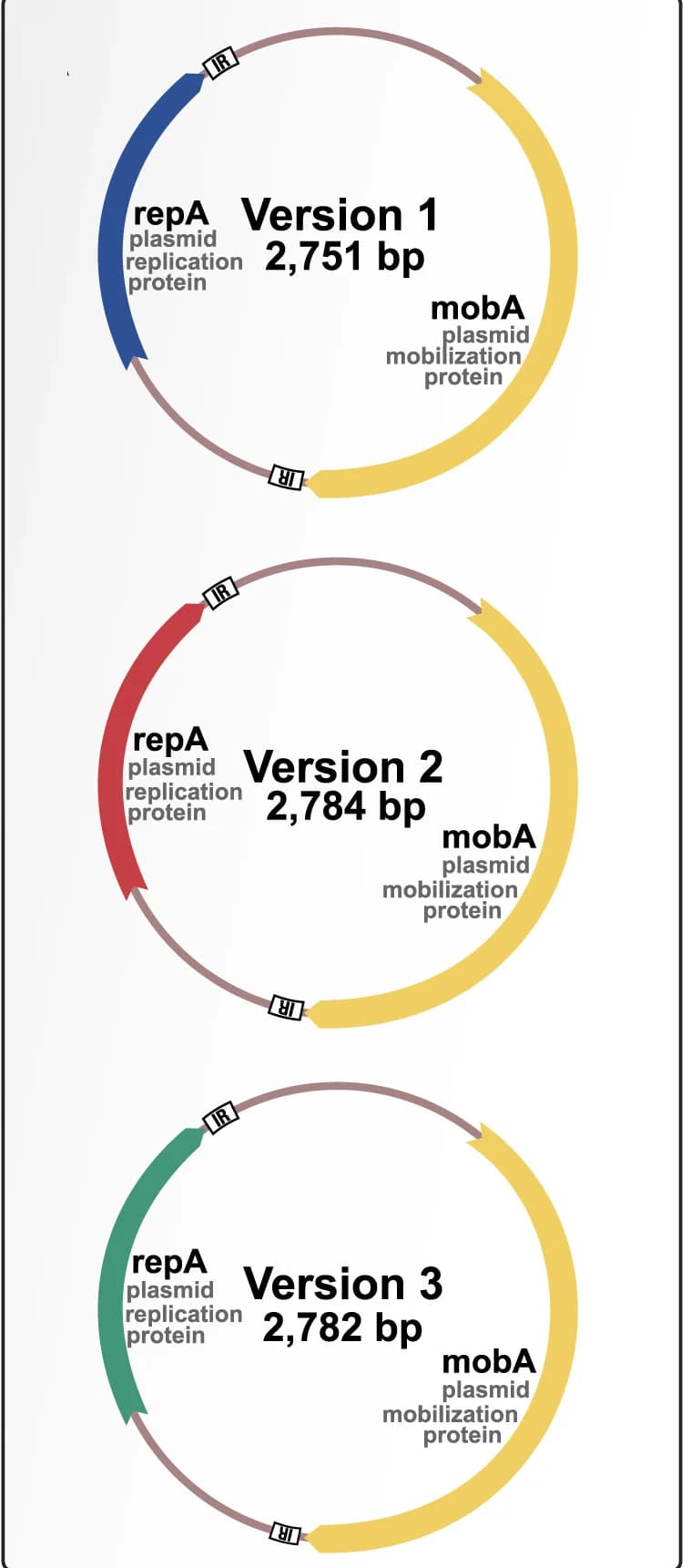 Open access visualization of Illustration, Plasmid Maps, pBI143, Inverted Repeat, TherepAgene