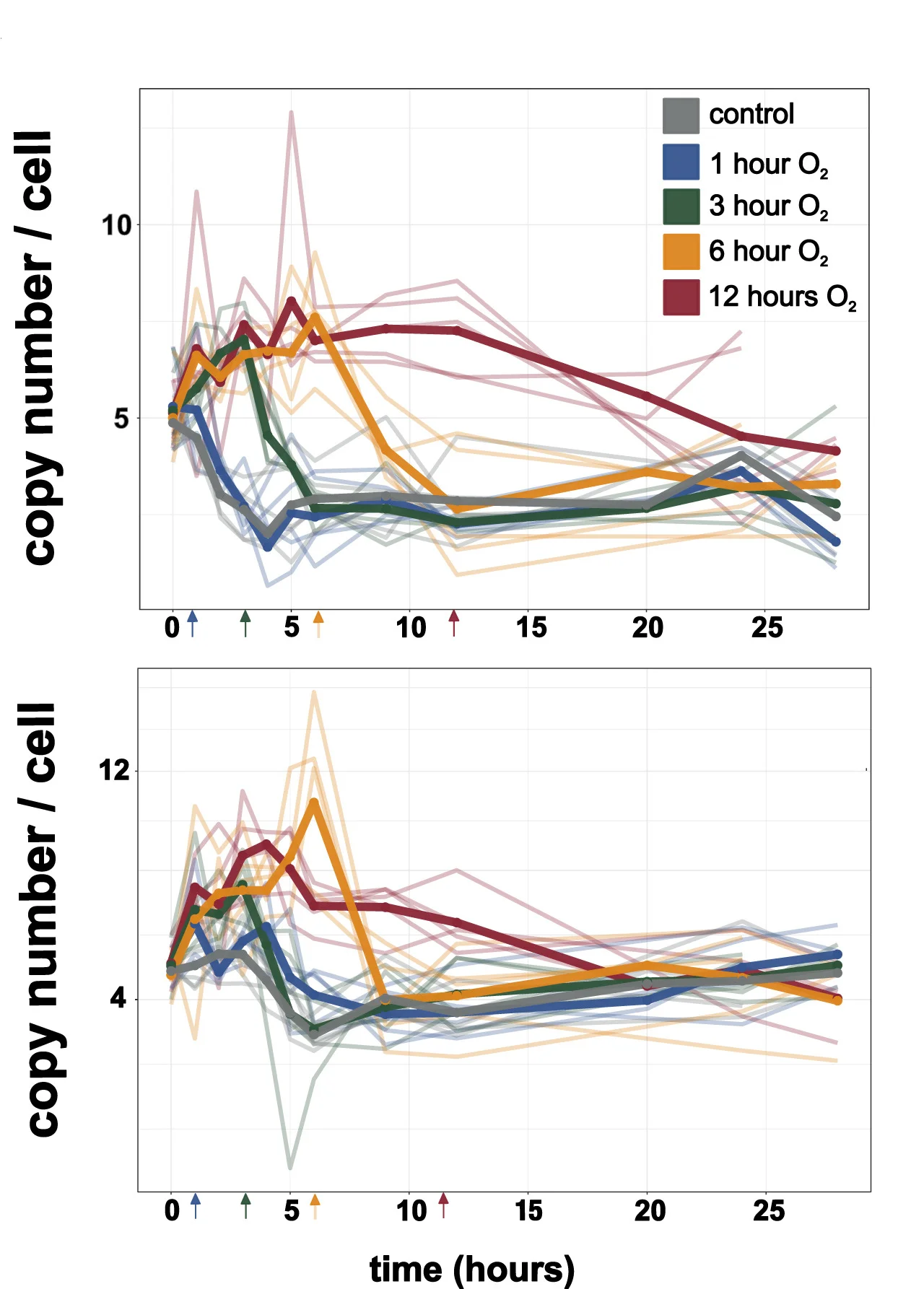 Open access visualization of Line Plot, Copy Number, B. fragilis, Oxygen Exposure, Anaerobic Culture