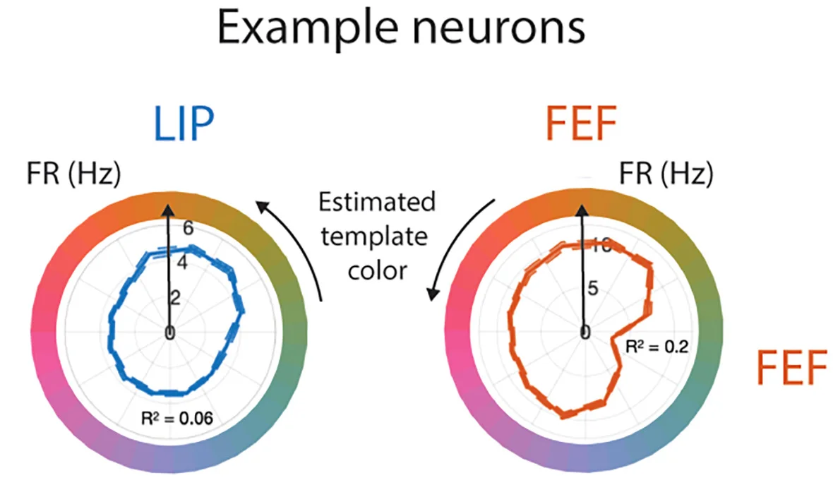 Open access visualization of Line Plot, LIP Neurons, FEF Neurons, Encoding Template, Firing Rate