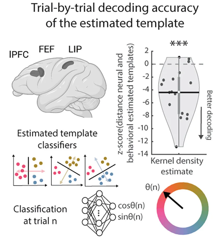 Open access visualization of Violin Plot, Scatter Plot, Illustration, Decoding, Neural Template