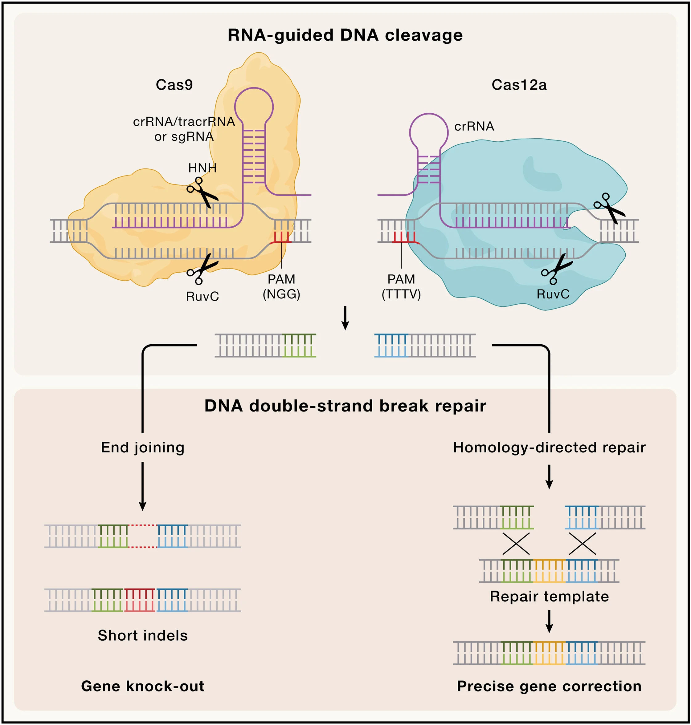Open access visualization of Workflow, Flowchart, Illustration, CRISPR, Cas9