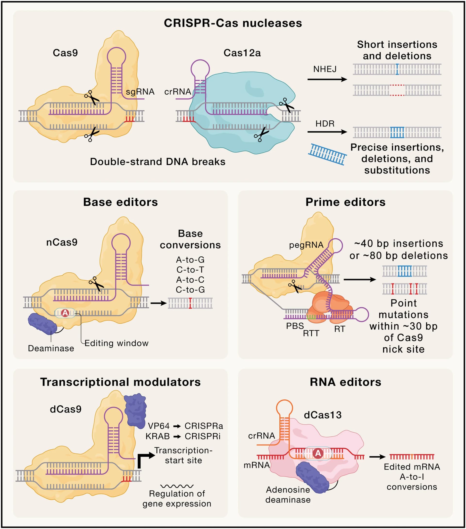 Open access visualization of Workflow, Illustration, Genome Editing, CRISPR, Cas9
