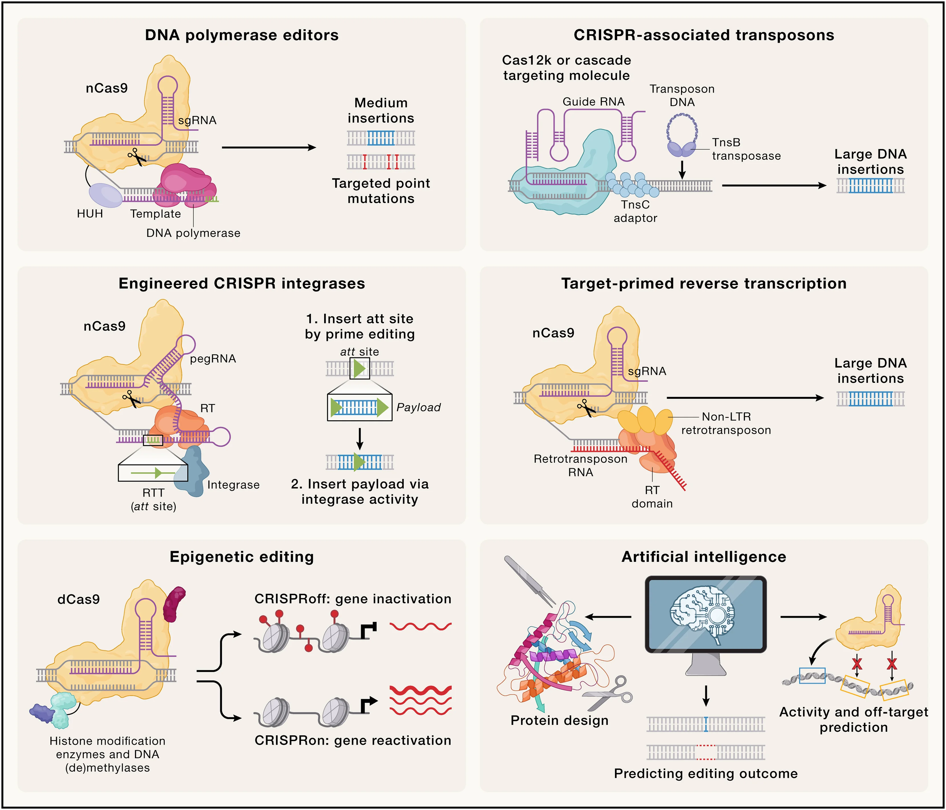 Open access visualization of Workflow, Illustration, Genome Editing, DNA Polymerase Editors, CRISPR-associated Transposons
