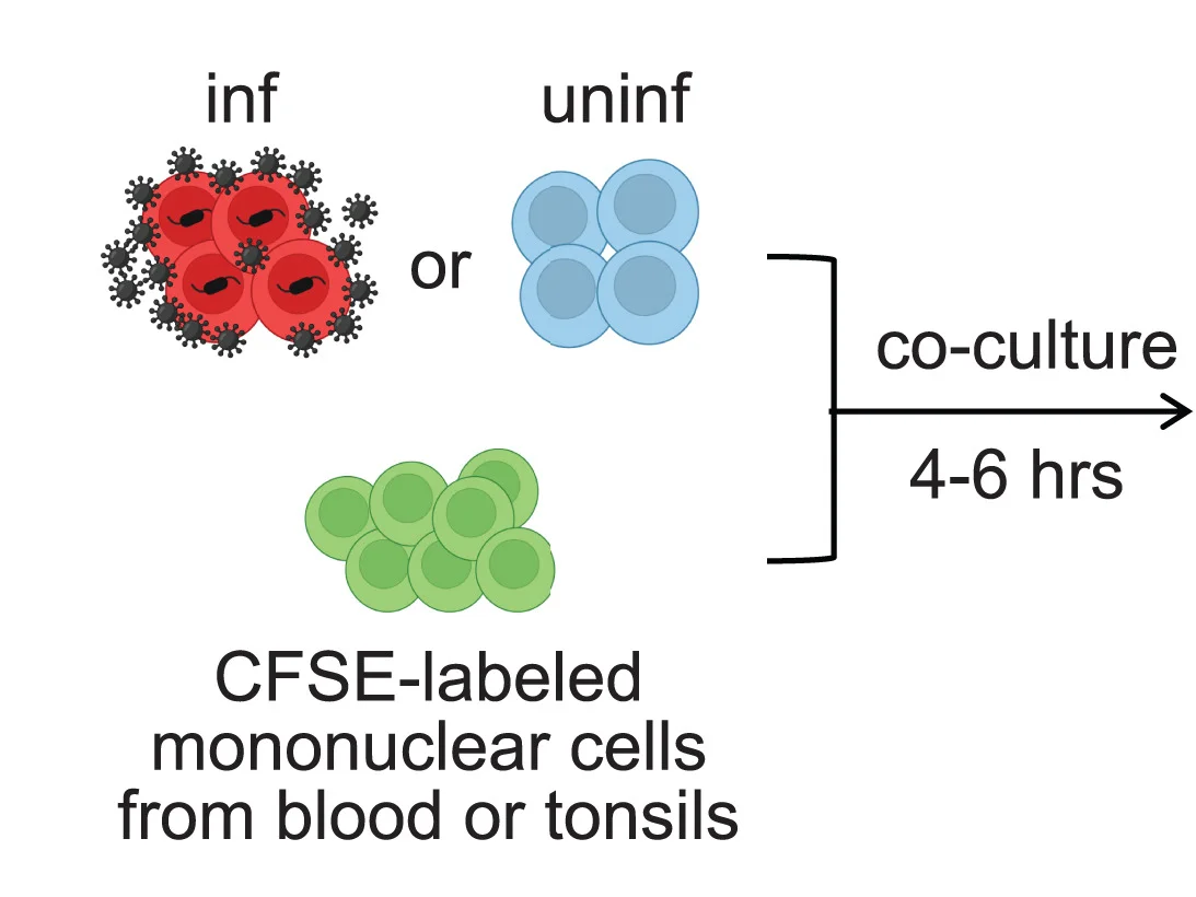 Open access visualization of Workflow, Flowchart, Illustration, Co-culture Schemes, CD4+ T Cells