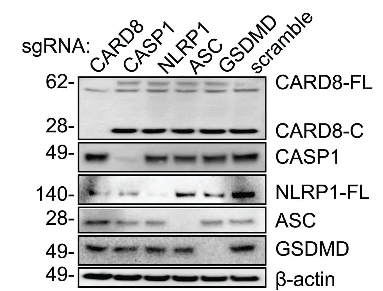 Open access visualization of Gel, CARD8 Inflammasome, CD4+ T Cells, Knockouts, CD8+ T Cells