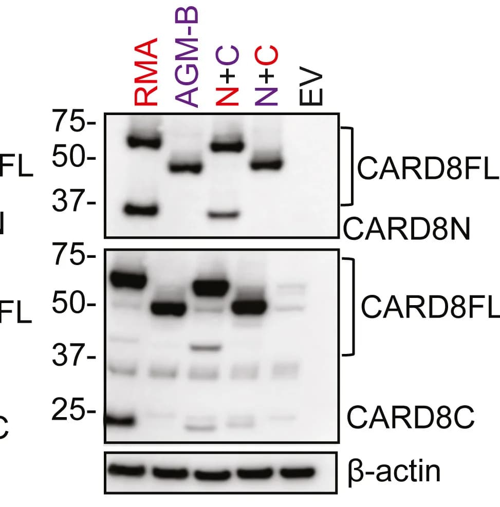 Open access visualization of Gel, CARD8, N-terminal Truncation, C-terminal Autoprocessing, Chimeric CARD8s