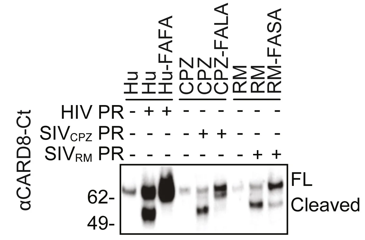 Open access visualization of Gel, In Vitro Cleavage, Human CARD8, NHP CARD8, HIV Protease