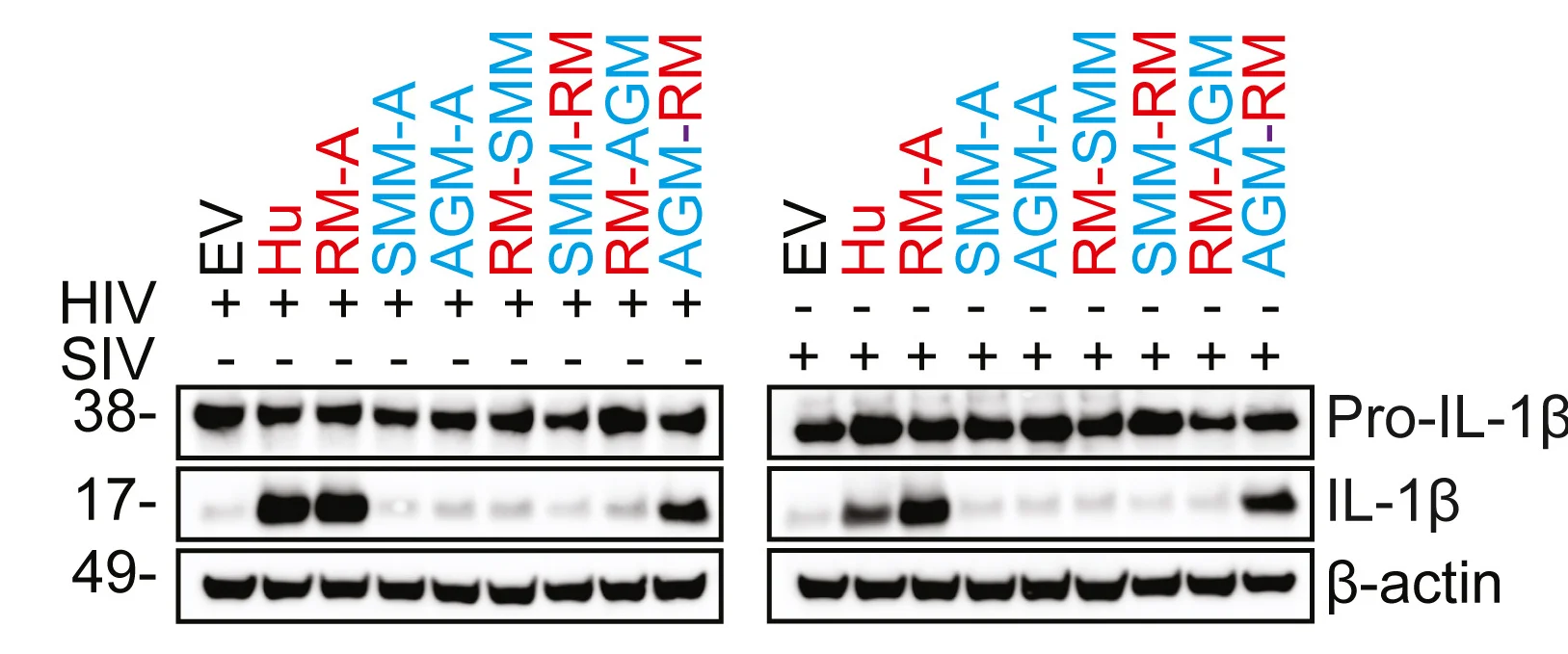 Open access visualization of Gel, Human CARD8, NHP CARD8, Inflammasome, HIV