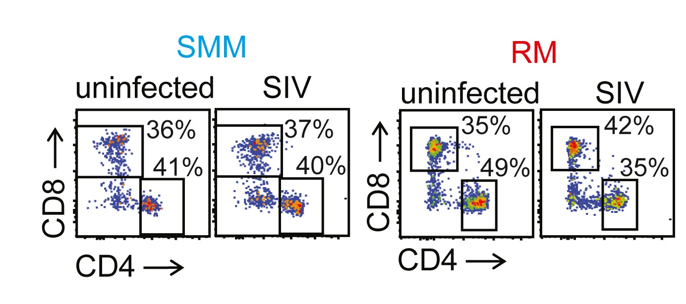 Open access visualization of Scatter Plot, CD4+ T Cells, Co-culture, Human PBMCs, RM PBMCs