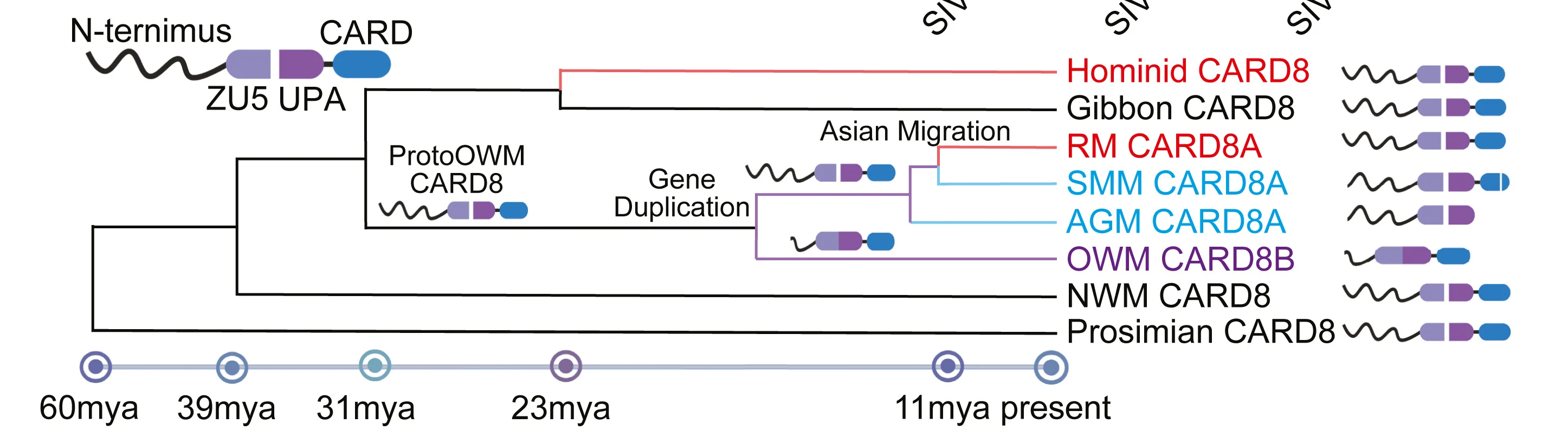 Open access visualization of Workflow, Illustration, NHP CARD8, Evolution, Reverse Tandem Gene Duplication
