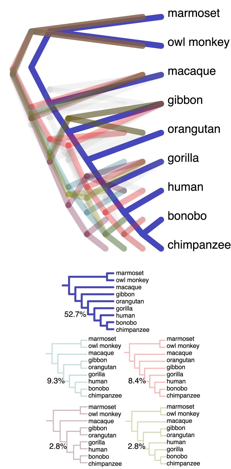Open access visualization of Network, Pathway, Tree Topology, Gene Trees, Primate Topology