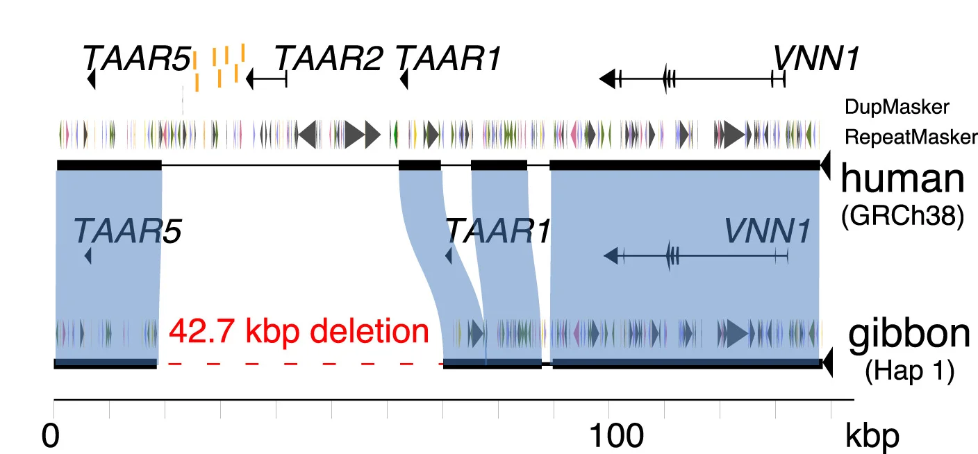 Open access visualization of Illustration, Lineage-Specific Deletion, Gibbon Genome, TAAR2, Enhancers