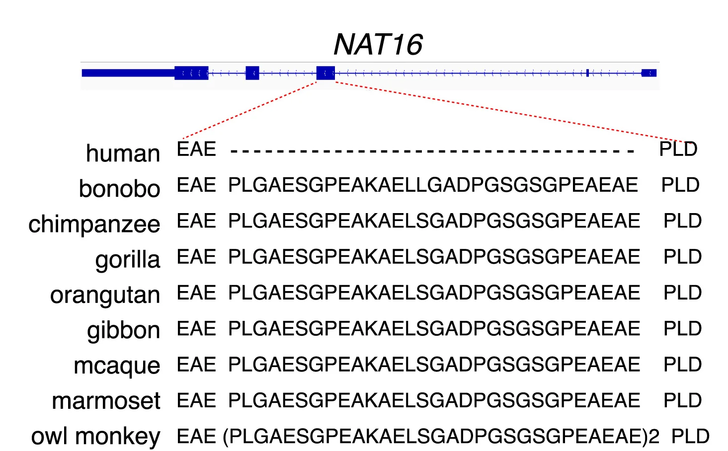 Open access visualization of Illustration, Human-Specific Deletion, NAT16, Amino Acids, NHPs