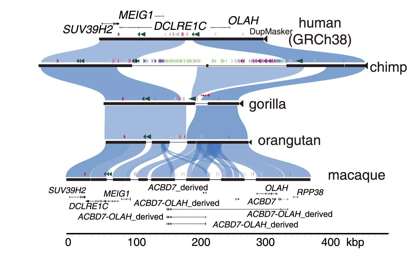 Open access visualization of Sankey, SafFire Plot, SDRs, Segmental Duplications, Iso-seq