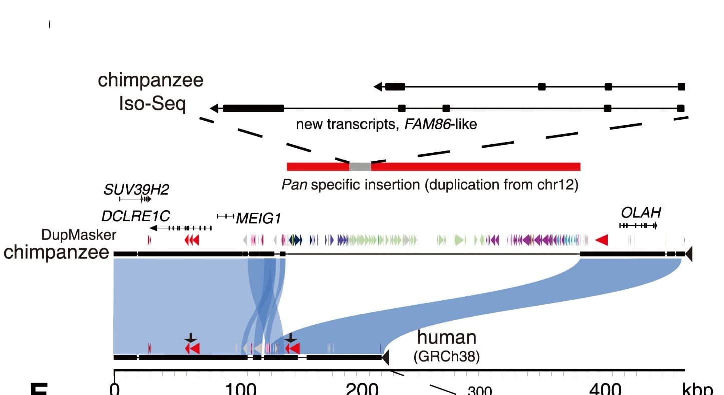 Open access visualization of Workflow, Illustration, Segmental Duplication, Iso-seq, Transcript Sequencing