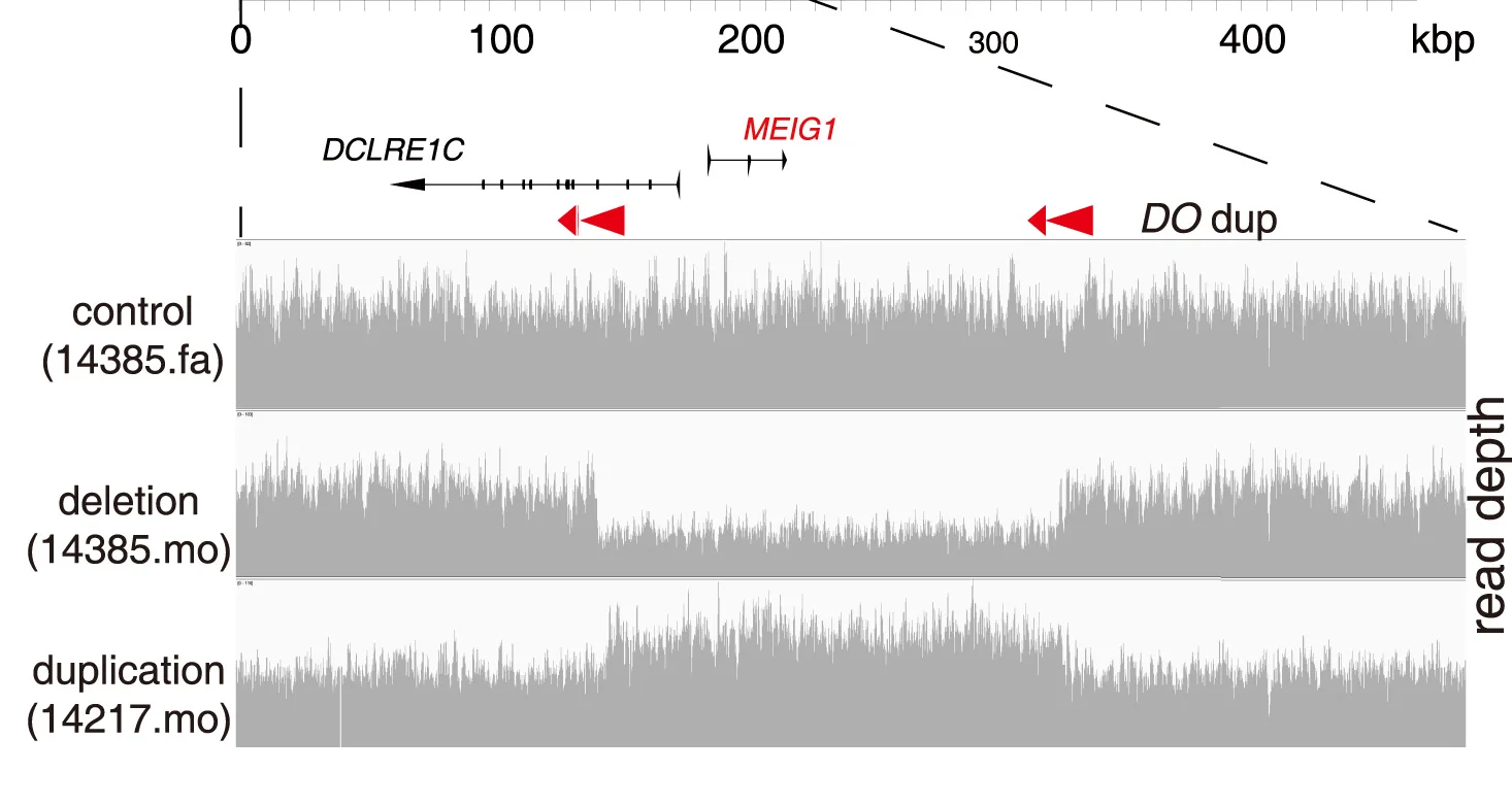 Open access visualization of Line Plot, Directly Oriented Repeats, Deletions, Duplications, Spermiogenesis