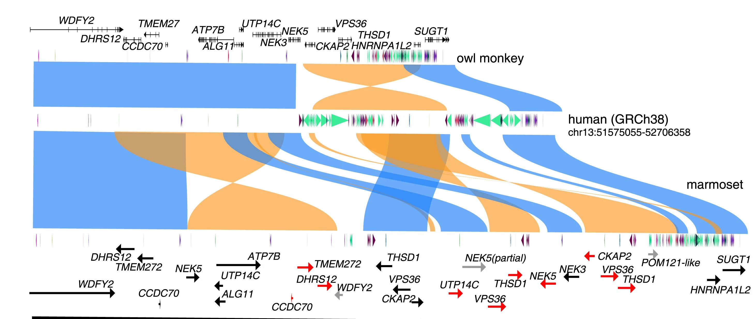Open access visualization of Sankey, SafFire Plot, Genome Organization, Human Genome, Owl Monkey Genome