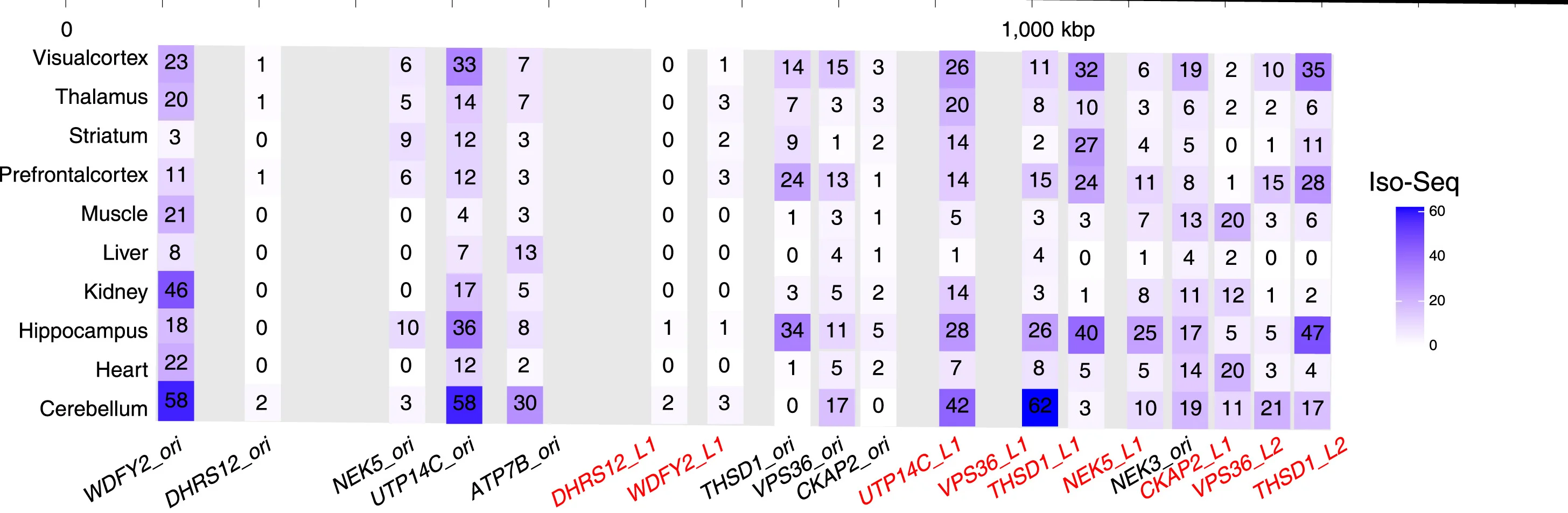 Open access visualization of Heatmap, Iso-seq, Full-Length Transcript Sequencing, Marmoset, Primary Tissues