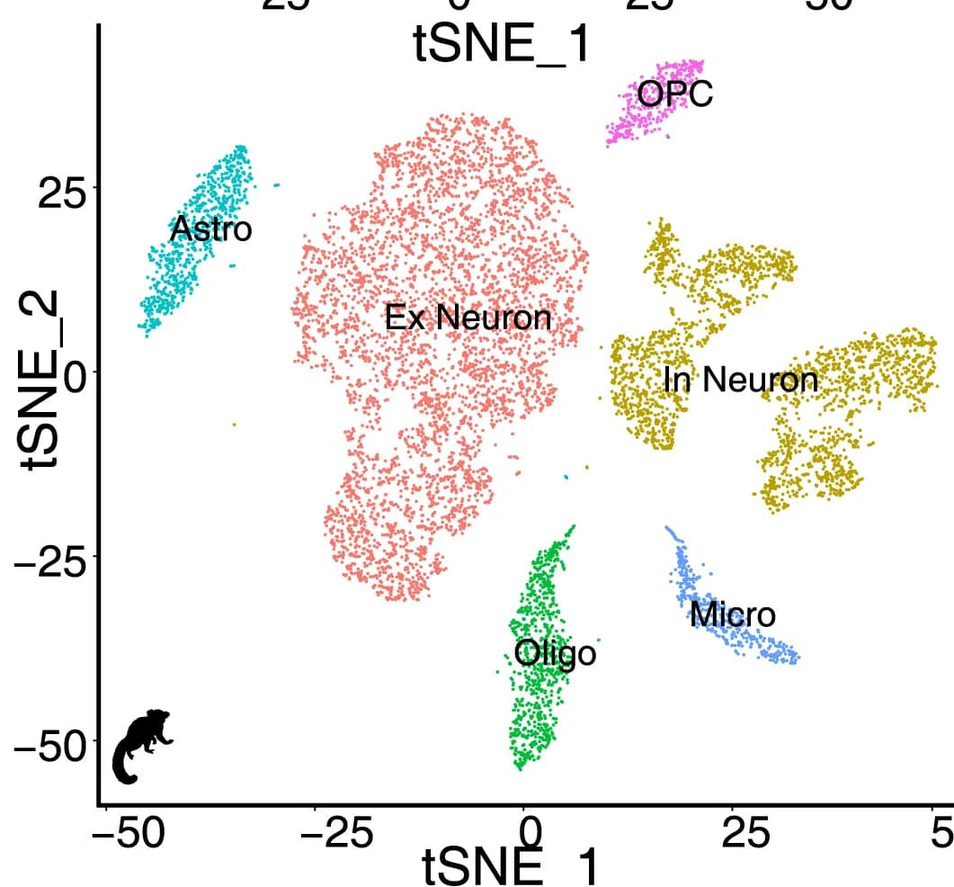 Open access visualization of Scatter Plot, UMAP, PCA, Cell Types, Human Cortex