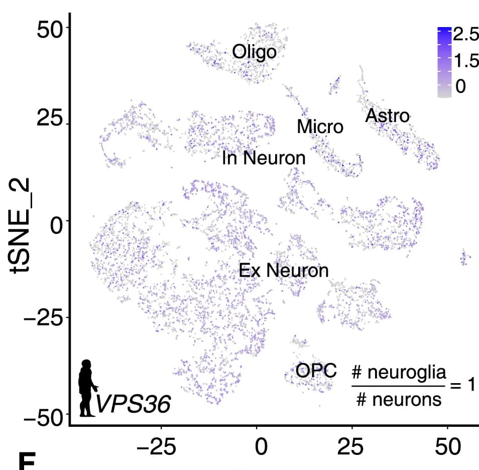 Open access visualization of Scatter Plot, UMAP, PCA, tSNE Plots, Human VPS36