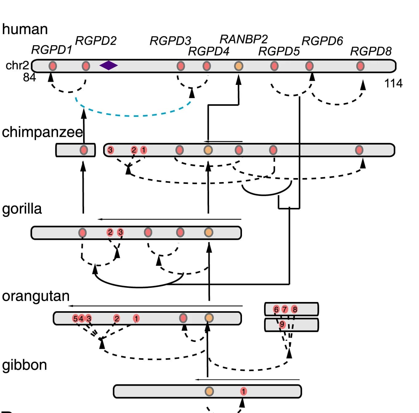 Open access visualization of Workflow, Flowchart, RGPD Genes, RANBP2, Apes