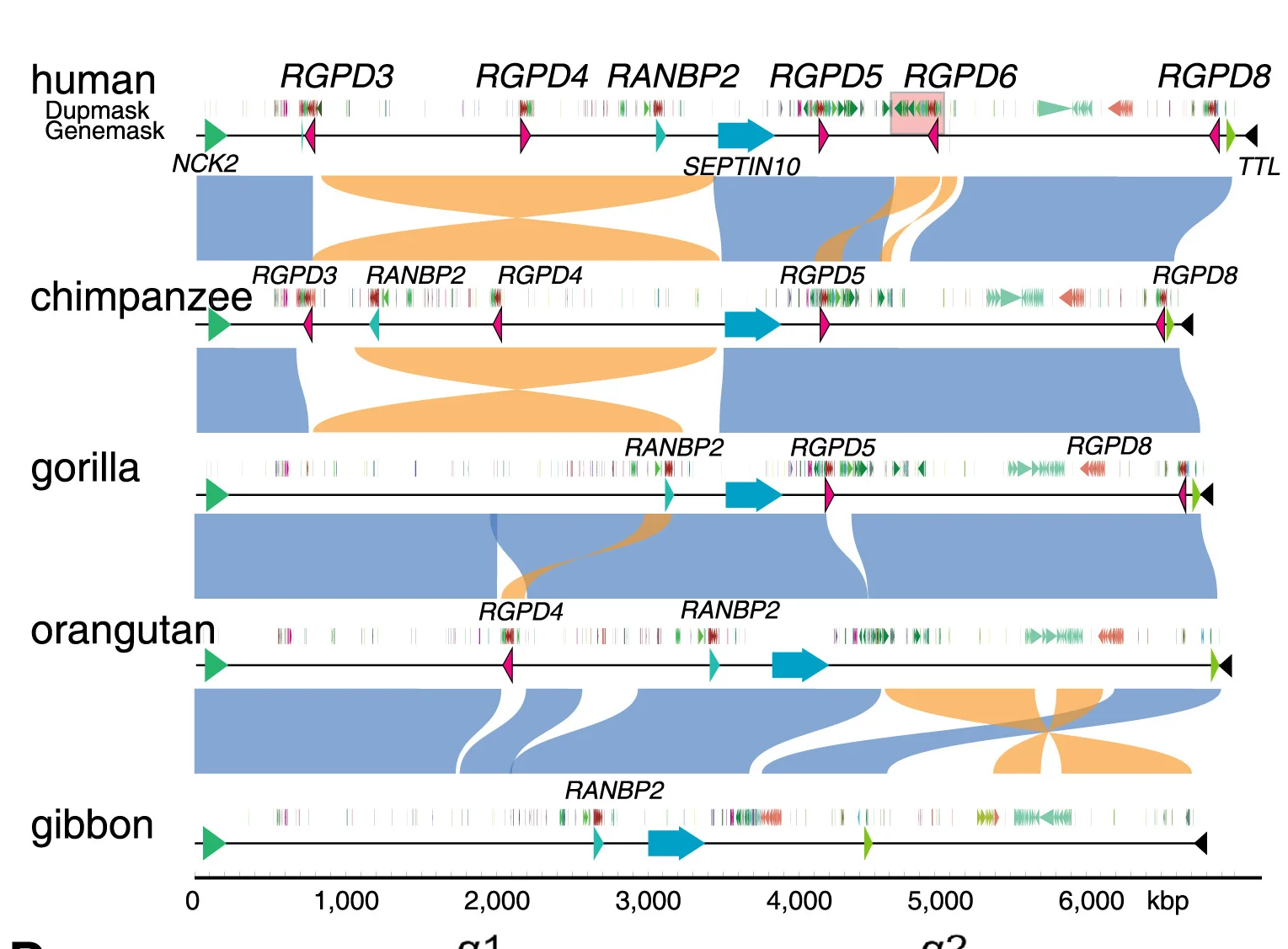 Open access visualization of Network, Pathway, Chromosome 2, Ape Genomes, Synteny