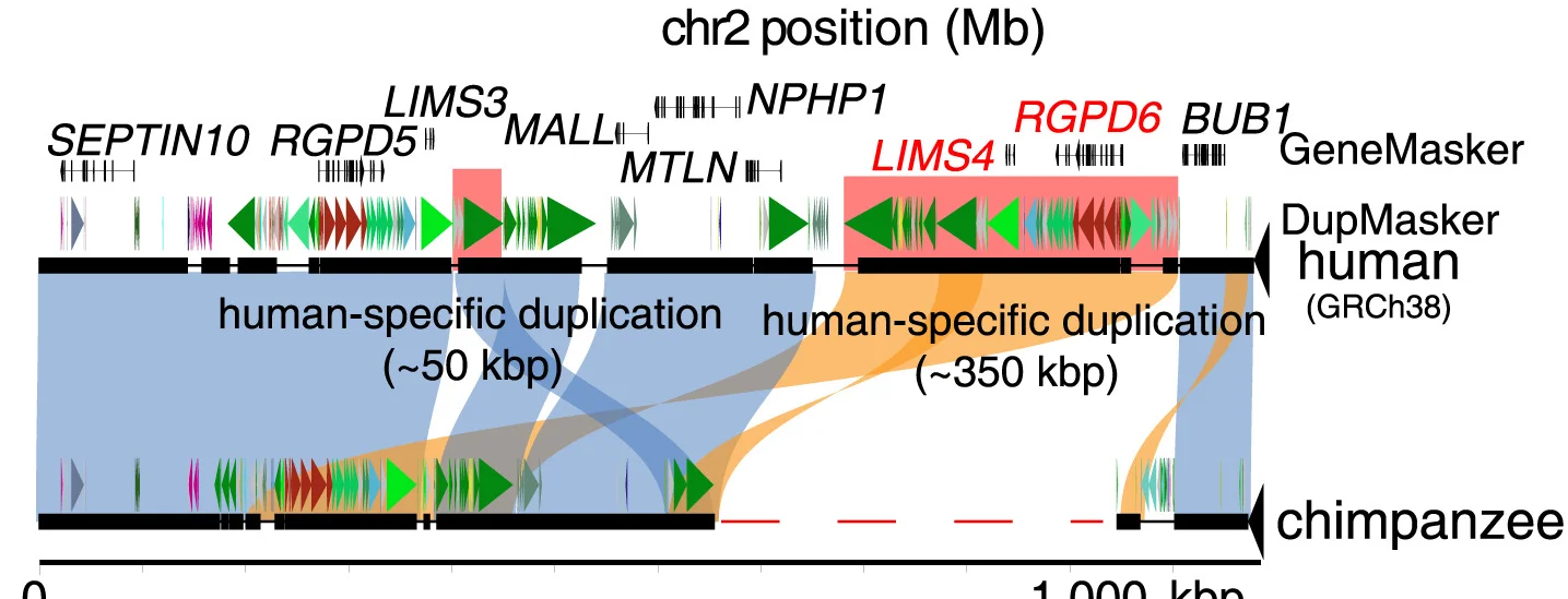 Open access visualization of Workflow, Illustration, SafFire Plot, Chimpanzee Genome, Human Genome