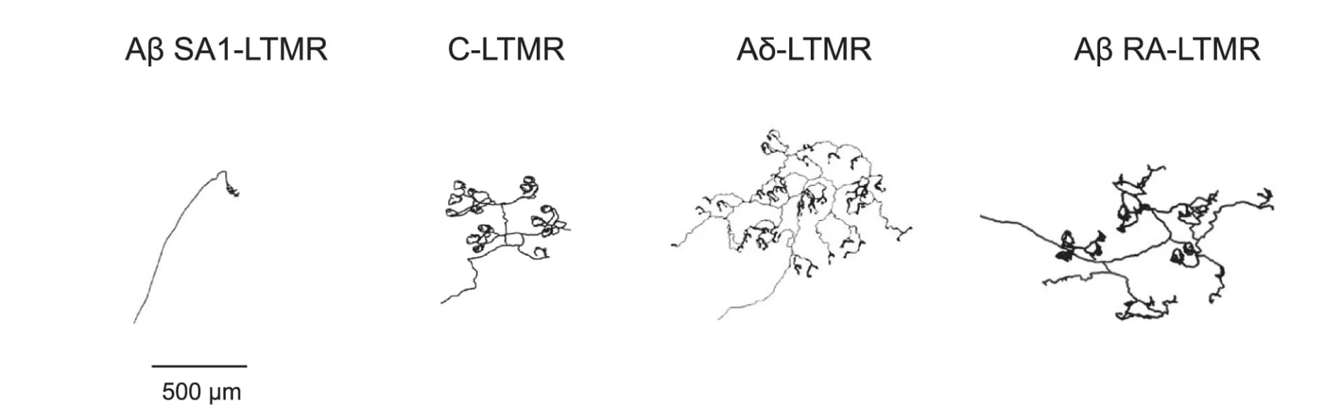 Open access visualization of Illustration, Hairy Skin, AP Staining, Ab SAI-LTMR, Ab RA-LTMR