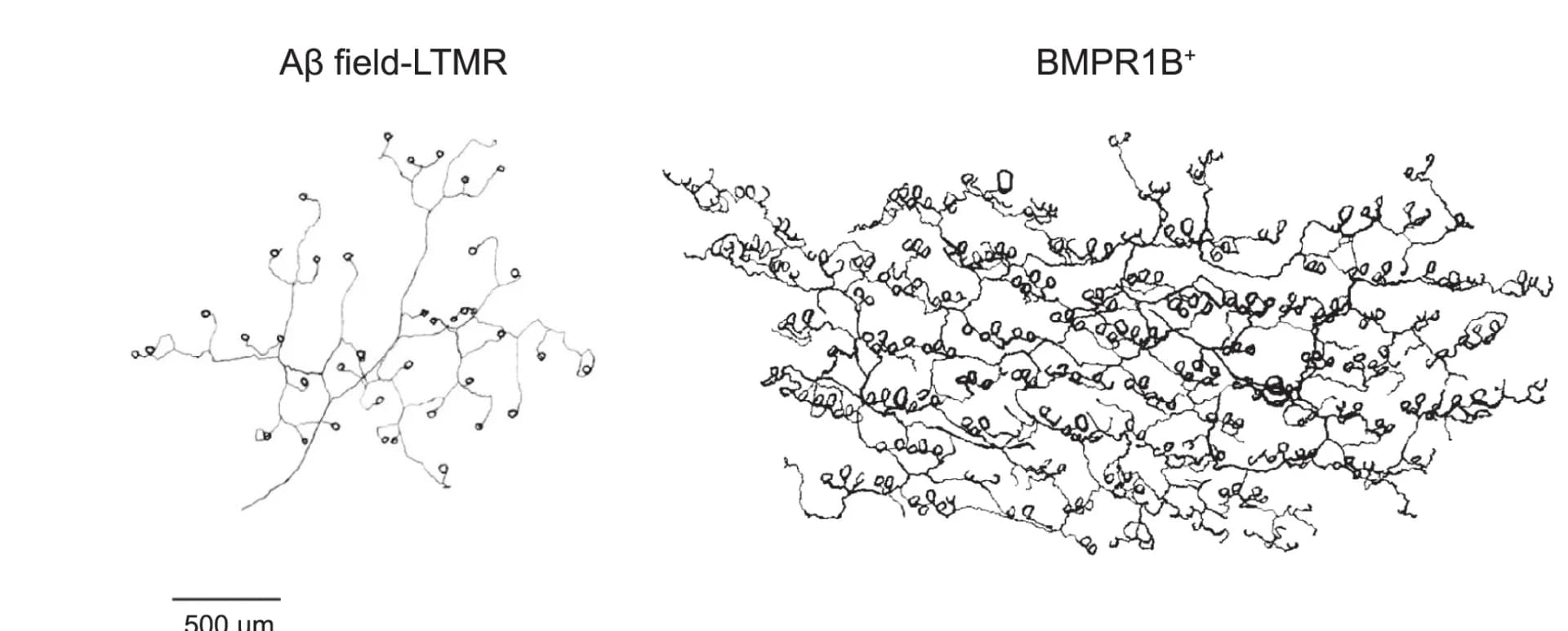 Open access visualization of Illustration, Ab field-LTMR, CGRP-h Neuron, Hairy Skin, Neurons