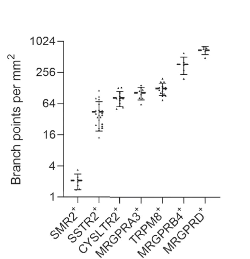 Open access visualization of Scatter Plot, Error Bars, Branching Density, Free Nerve Ending Neurons, Neurons