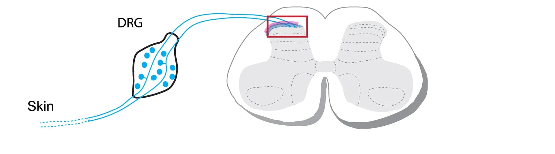 Open access visualization of Workflow, Illustration, DRG Neurons, Central Projections