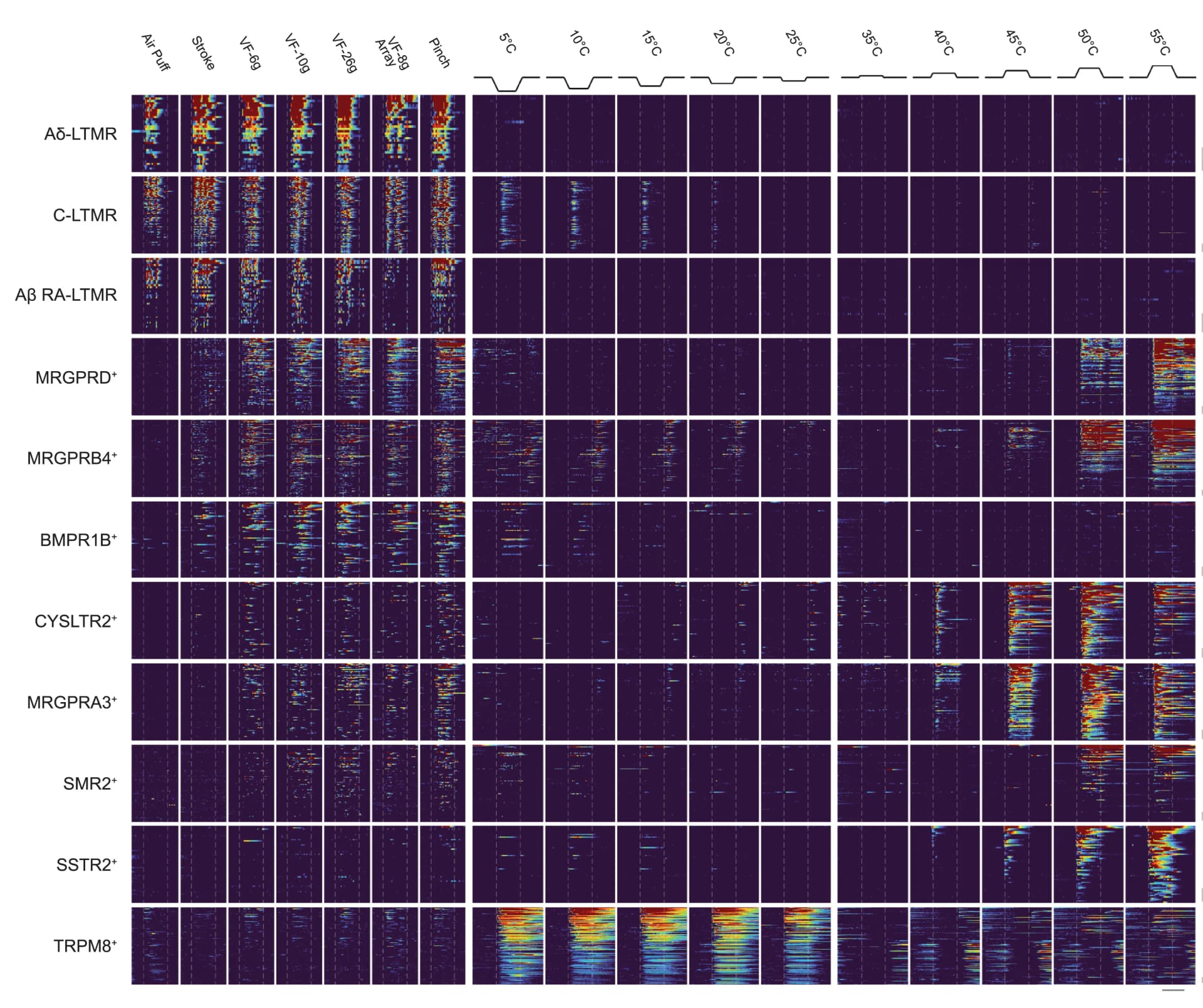 Open access visualization of Heatmap, Line Plot, Calcium Signals, Mechanical Stimuli, Thermal Stimuli