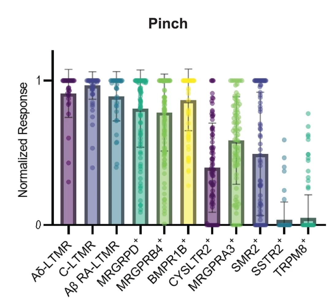 Open access visualization of Bar Plot, Error Bars, Scatter Plot, Response Amplitudes, Pinch Stimuli