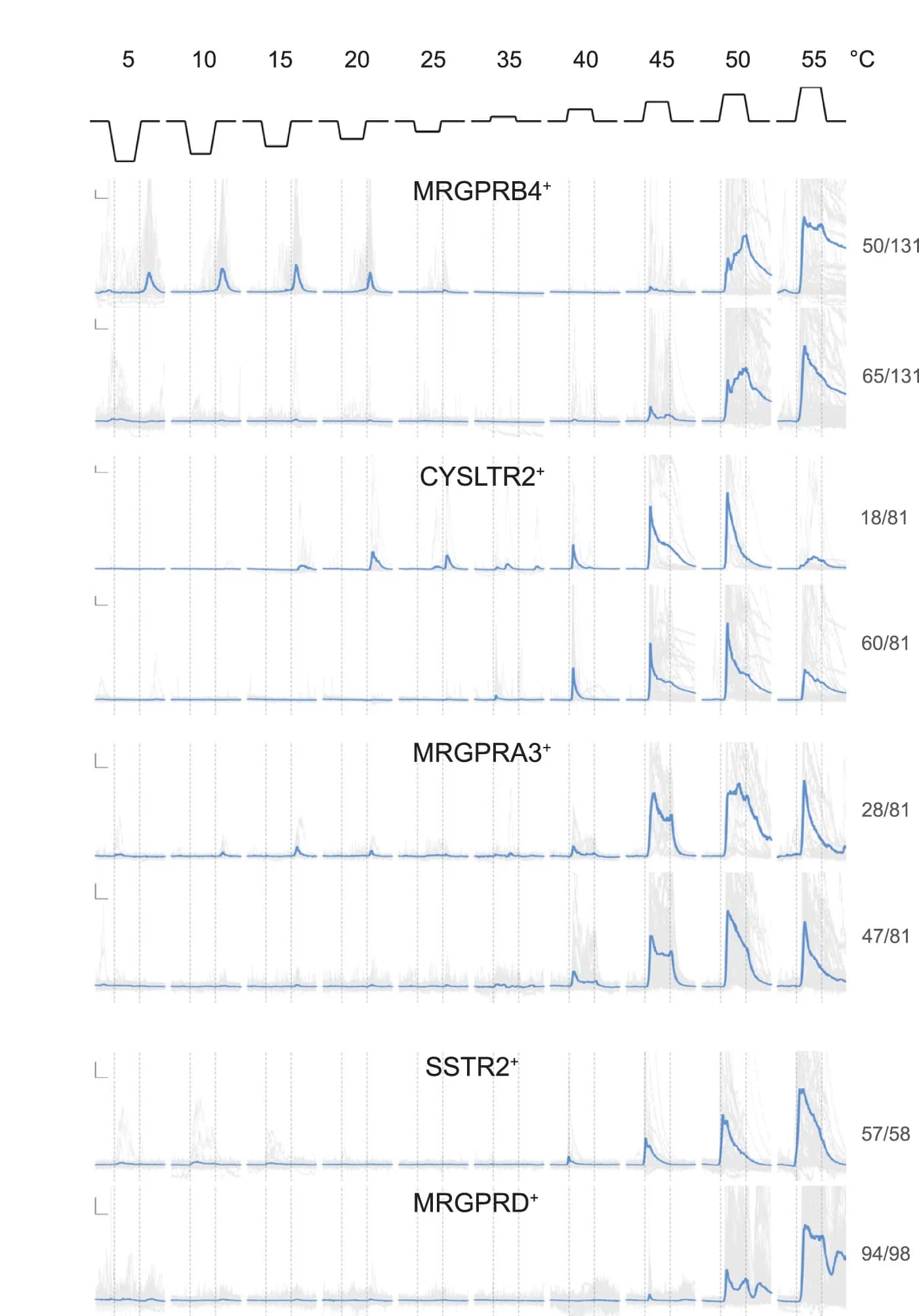 Open access visualization of Line Plot, Response Profiles, Warmth, Heat, MRGPRB4+ Neurons