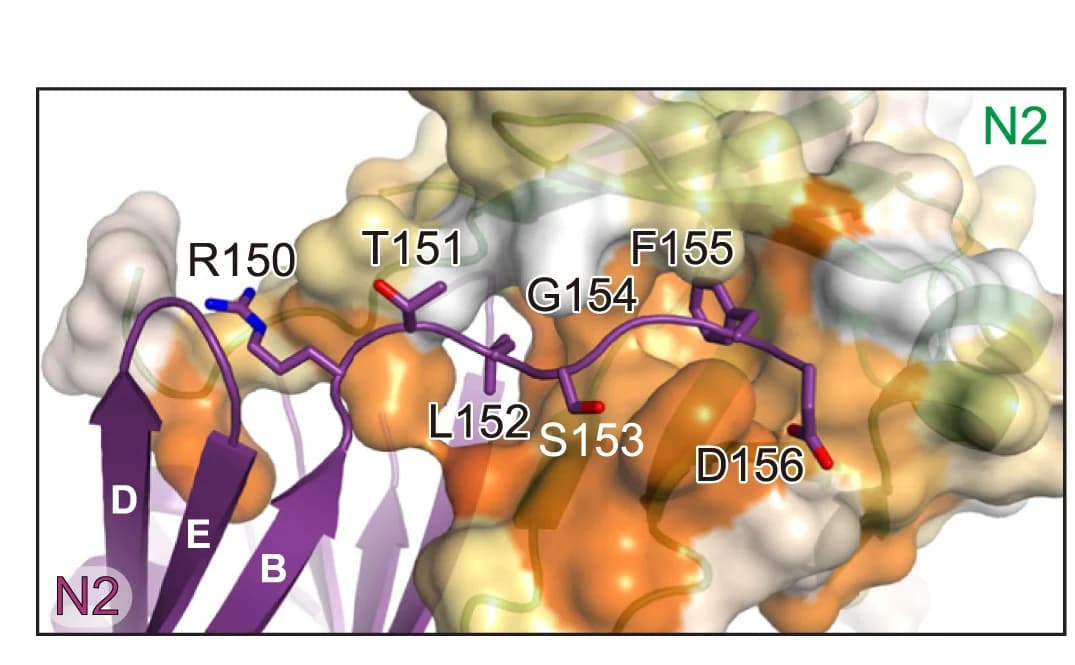Open access visualization of Protein Structure, 3D Plot, Protein Domain, Hydrophobicity