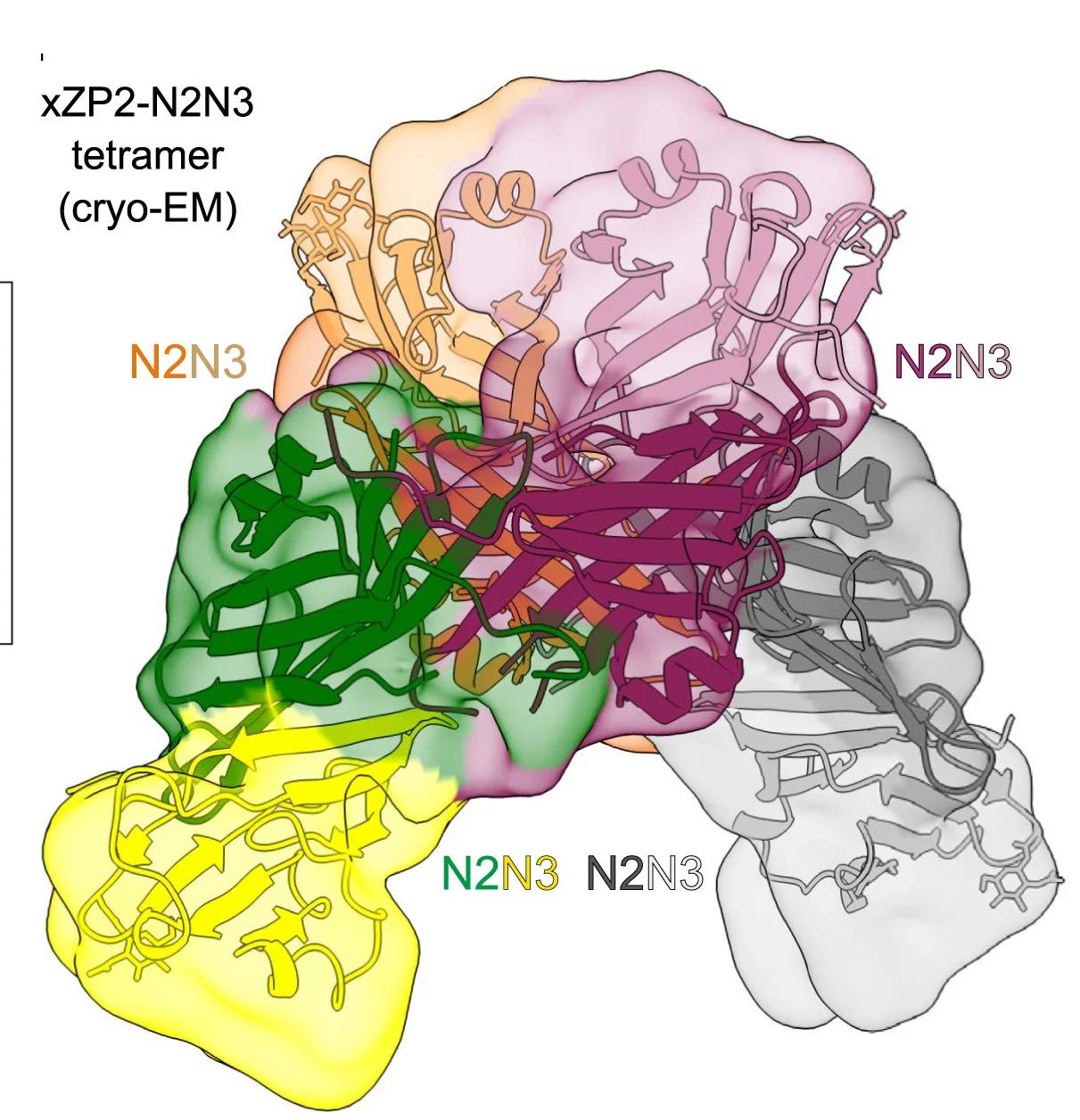 Open access visualization of Protein Structure, Cryo-EM, Protein Tetramer