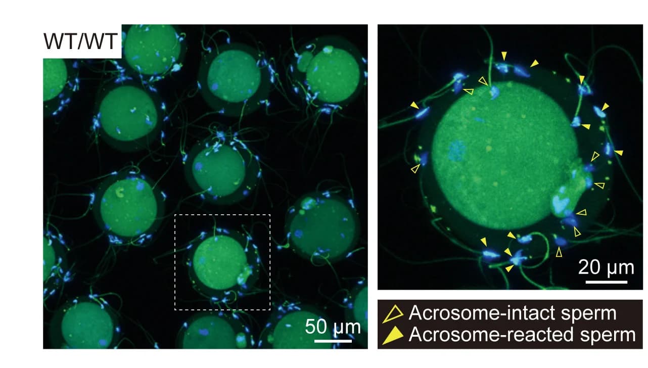 Open access visualization of Microscopy, Fluorescence Images, Sof1 Knockout Sperm, Sperm, Eggs