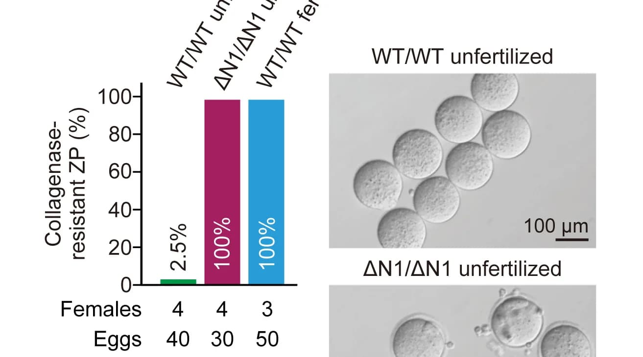 Open access visualization of Bar Plot, Microscopy, Collagenase Resistance, Eggs